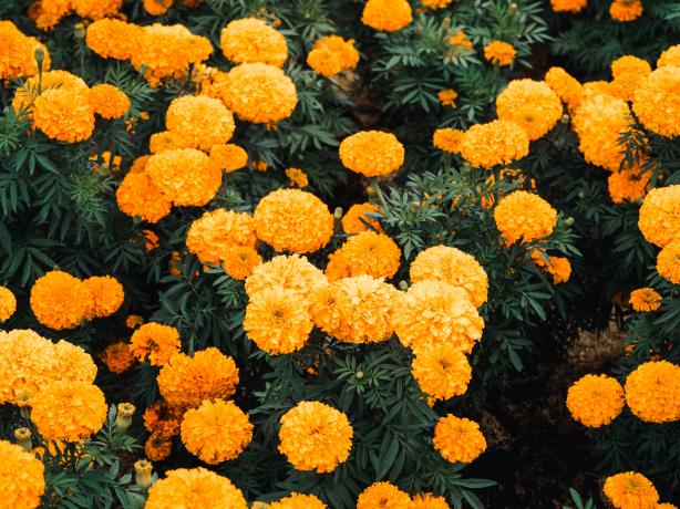 Color photo of various marigold plants with lots of yellow flowers.