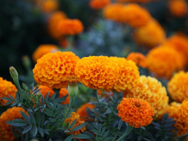 Color photo up close of marigold plant with yellow flowers.